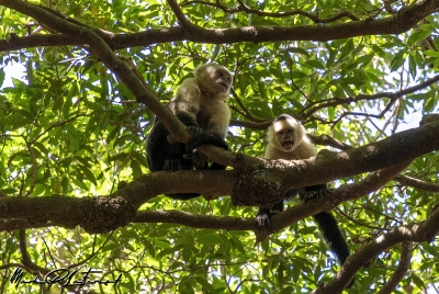 Capuchin Monkey Ricron NP 2024